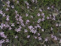 Saponaria ocymoides 34, Muurzeepkruid, Saxifraga-Willem van Kruijsbergen