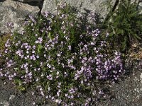Saponaria ocymoides 35, Muurzeepkruid, Saxifraga-Willem van Kruijsbergen