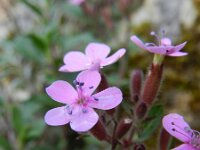 Saponaria ocymoides 37, Muurzeepkruid, Saxifraga-Rutger Barendse