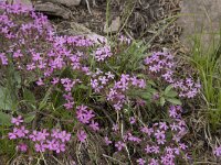 Saponaria ocymoides 39, Muurzeepkruid, Saxifraga-Willem van Kruijsbergen