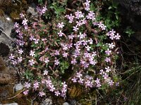 Saponaria ocymoides 4, Muurzeepkruid, Saxifraga-Willem van Kruijsbergen