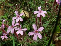 Saponaria ocymoides 49, Muurzeepkruid, Saxifraga-Hans Grotenhuis