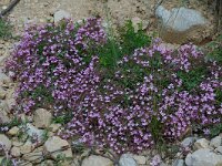 Saponaria ocymoides 5, Muurzeepkruid, Saxifraga-Willem van Kruijsbergen