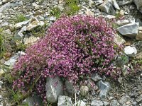 Saponaria ocymoides 50, Muurzeepkruid, Saxifraga-Hans Grotenhuis
