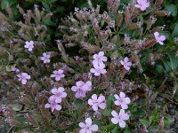 Saponaria ocymoides 54, Muurzeepkruid, Saxifraga-Ed Stikvoort : tengere veldmuur Rotterdam-Alexander A900