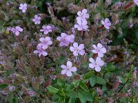 Saponaria ocymoides 55, Muurzeepkruid, Saxifraga-Ed Stikvoort : tengere veldmuur Rotterdam-Alexander s9900