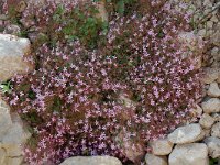 Saponaria ocymoides 6, Muurzeepkruid, Saxifraga-Willem van Kruijsbergen