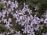 Saponaria ocymoides 7, Muurzeepkruid, Saxifraga-Jan van der Straaten