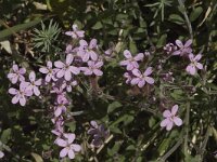 Saponaria ocymoides 8, Muurzeepkruid, Saxifraga-Marijke Verhagen