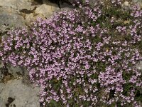 Saponaria ocymoides 9, Muurzeepkruid, Saxifraga-Willem van Kruijsbergen,