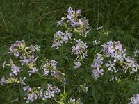Saponaria officinalis 11, Zeepkruid, Saxifraga-Willem van Kruijsbergen