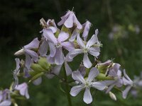 Saponaria officinalis 12, Zeepkruid, Saxifraga-Willem van Kruijsbergen