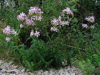 Saponaria officinalis 18, Zeepkruid, Saxifraga-Ed Stikvoort : jura2010