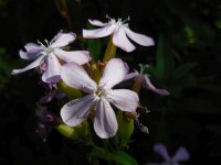Saponaria officinalis 19, Zeepkruid, Saxifraga-Ed Stikvoort