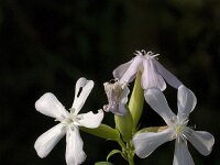 Saponaria officinalis 2, Zeepkruid, Saxifraga-Jan van der Straaten