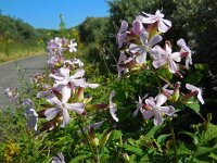 Saponaria officinalis 21, Zeepkruid, Saxifraga-Ed Stikvoort