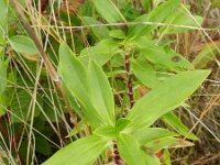 Saponaria officinalis 23, Zeepkruid, Saxifraga-Rutger Barendse
