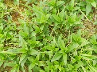 Saponaria officinalis 25, Zeepkruid, Saxifraga-Rutger Barendse