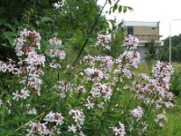 Saponaria officinalis 3, Zeepkruid, Saxifraga-Rutger Barendse