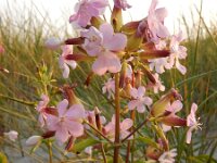 Saponaria officinalis 33, Zeepkruid, Saxifraga-Ed Stikvoort