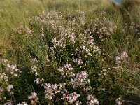 Saponaria officinalis 34, Zeepkruid, Saxifraga-Ed Stikvoort