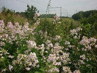 Saponaria officinalis 35, Zeepkruid, Saxifraga-Jelle van Dijk