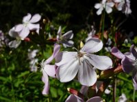 Saponaria officinalis 37, Zeepkruid, Saxifraga-Ed Stikvoort