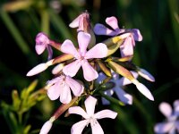 Saponaria officinalis 38, Zeepkruid, Saxifraga-Bart Vastenhouw