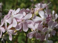 Saponaria officinalis 4, Zeepkruid, Saxifraga-Jan van der Straaten