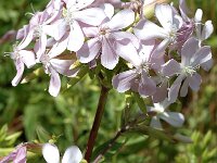 Saponaria officinalis 5, Zeepkruid, Saxifraga-Jan van der Straaten