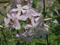 Saponaria officinalis 6, Zeepkruid, Saxifraga-Jan van der Straaten