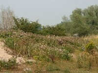Saponaria officinalis 9, Zeepkruid, Saxifraga-Hans Boll
