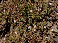 Saponaria orientalis 2, Saxifraga-Ed Stikvoort