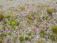 Saponaria pumila 2, Saxifraga-Luuk Vermeer