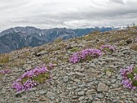 Saponaria pumila 3, Saxifraga-Luuk Vermeer