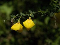 Sarothamnus catalaunicus 1, Saxifraga-Jan van der Straaten