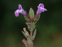 Satureja acinos 2, Kleine steentijm, Saxifraga-Jan van der Straaten