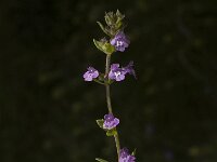 Satureja acinos 3, Kleine steentijm, Saxifraga-Jan van der Straaten