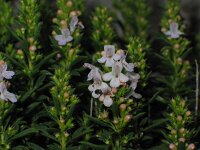 Satureja montana 2, Saxifraga-Jasenka Topic