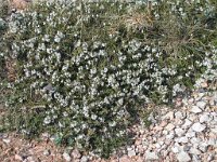 Satureja variegata 1, Saxifraga-Jasenka Topic