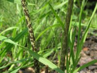 Sauromatum venosum 2, Saxifraga-Rutger Barendse