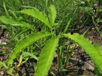 Sauromatum venosum 3, Saxifraga-Rutger Barendse