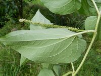Saururus cernuus 2, Saxifraga-Rutger Barendse