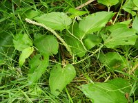 Saururus cernuus 3, Saxifraga-Rutger Barendse
