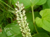 Saururus cernuus 4, Saxifraga-Rutger Barendse