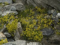 Saxifraga aizoides 28, Saxifraga-Willem van Kruijsbergen