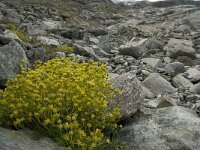 Saxifraga aizoides 34, Saxifraga-Willem van Kruijsbergen