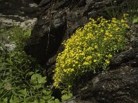 Saxifraga aizoides 51, Saxifraga-Willem van Kruijsbergen