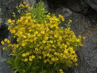 Saxifraga aizoides 65, Saxifraga-Jan van der Straaten