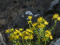 Saxifraga aizoides 69, Saxifraga-Willem van Kruijsbergen